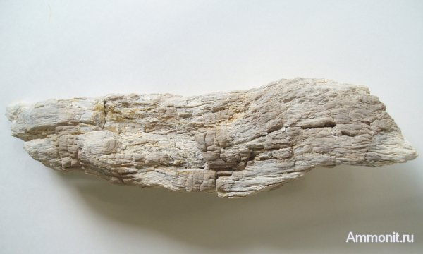 Германия, окаменевшее дерево, верхнемеловая флора, Ахен, Aachen, Upper Cretaceous