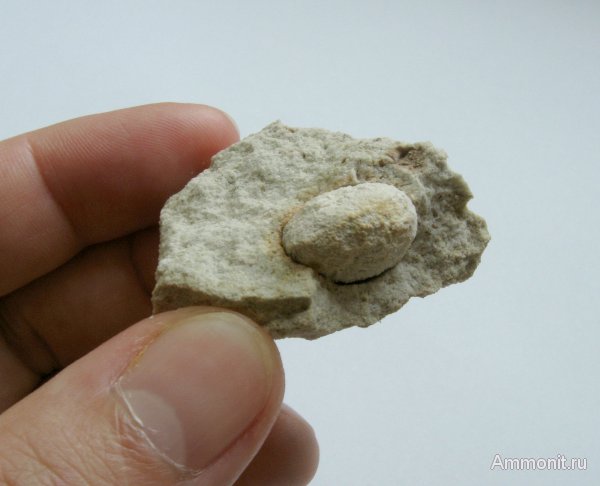 Германия, верхнемеловая флора, Ахен, Aachen, Upper Cretaceous