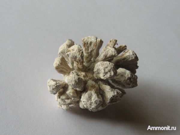 Германия, верхнемеловая флора, Ахен, Aachen, шишки, Upper Cretaceous