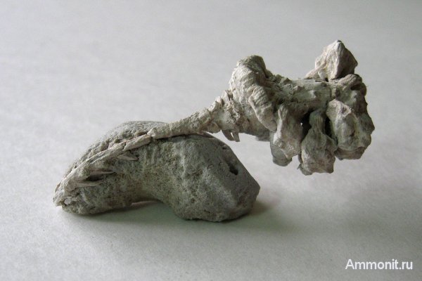 Германия, верхнемеловая флора, Ахен, Aachen, шишки, Upper Cretaceous