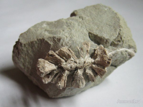 Германия, верхнемеловая флора, Ахен, Aachen, шишки, Upper Cretaceous