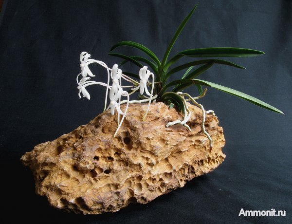 Германия, окаменевшее дерево, древоточцы, верхнемеловая флора, Ахен, Aachen, Upper Cretaceous