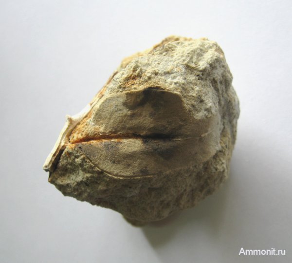 Германия, верхнемеловая флора, Ахен, Aachen, Upper Cretaceous