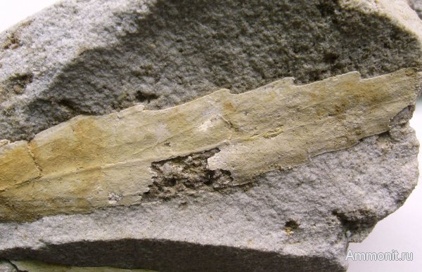 Германия, верхнемеловая флора, Ахен, Aachen, Upper Cretaceous