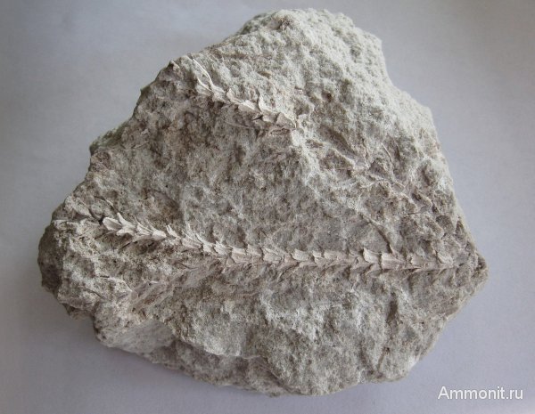 Германия, верхнемеловая флора, Ахен, Aachen, окаменелая флора, Upper Cretaceous