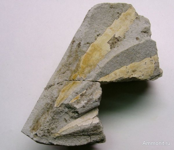 Германия, верхнемеловая флора, Ахен, Aachen, Upper Cretaceous