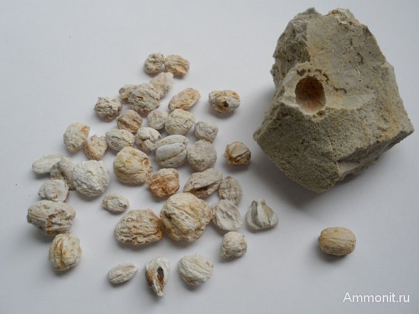 Германия, верхнемеловая флора, Ахен, Aachen, Upper Cretaceous