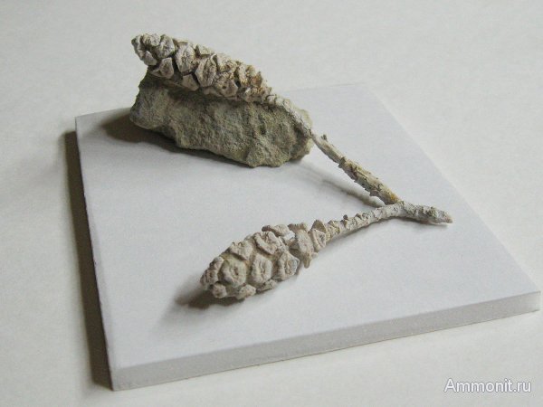 Германия, верхнемеловая флора, Ахен, Aachen, шишки, Geinitzia, Upper Cretaceous