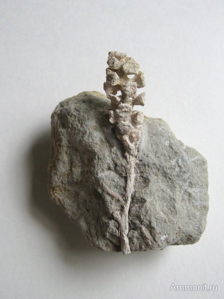 Германия, верхнемеловая флора, Ахен, Aachen, шишки, Upper Cretaceous