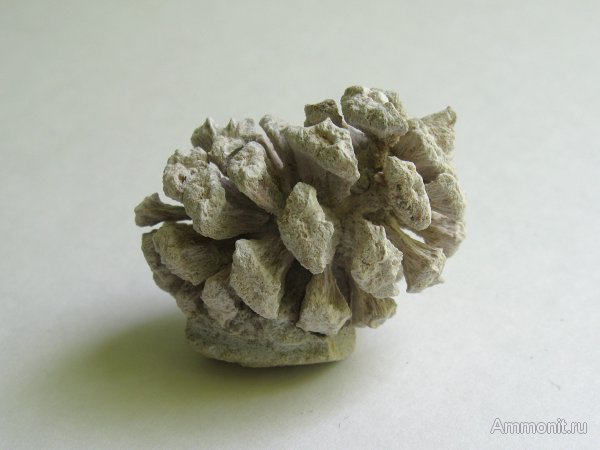 Германия, верхнемеловая флора, Ахен, Aachen, шишки, Upper Cretaceous