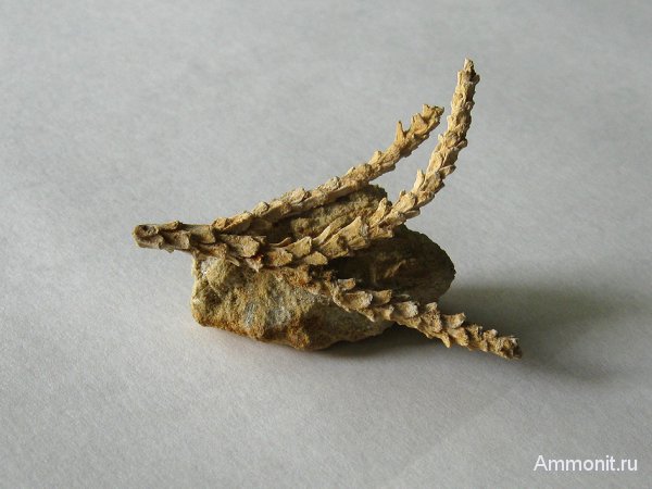 Германия, верхнемеловая флора, Ахен, Aachen, окаменелая флора, Upper Cretaceous