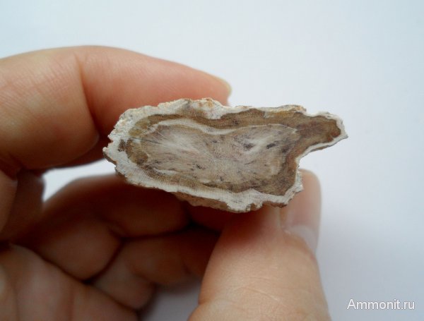 Германия, окаменевшее дерево, верхнемеловая флора, Ахен, Aachen, Upper Cretaceous