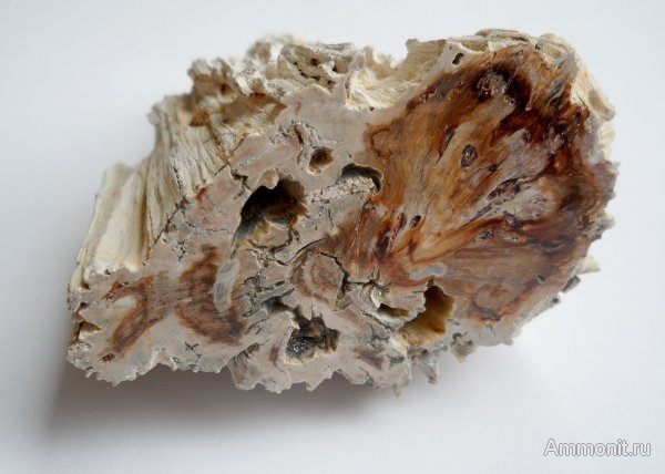 Германия, окаменевшее дерево, древоточцы, верхнемеловая флора, Ахен, Aachen, Upper Cretaceous