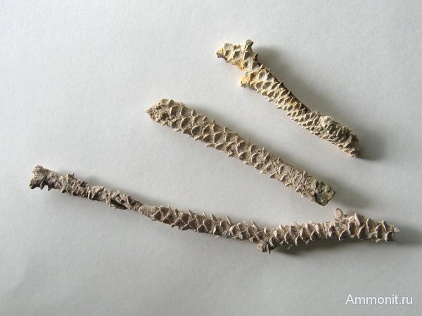 Германия, верхнемеловая флора, Ахен, Aachen, окаменелая флора, Upper Cretaceous