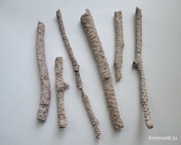 Германия, верхнемеловая флора, Ахен, Aachen, окаменелая флора, Upper Cretaceous