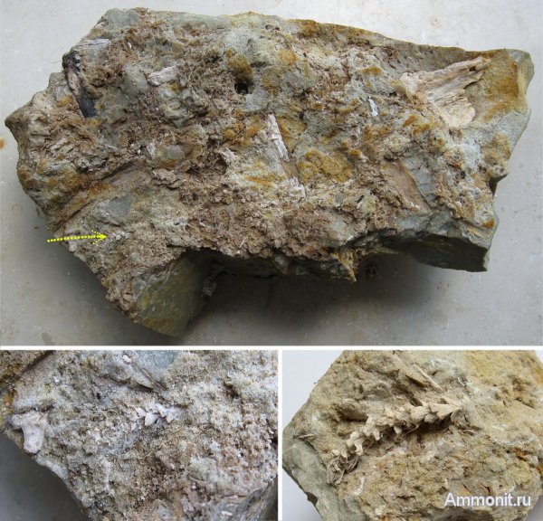 Германия, верхнемеловая флора, Ахен, Aachen, Upper Cretaceous