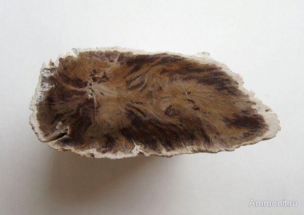 Германия, окаменевшее дерево, верхнемеловая флора, Ахен, Aachen, Upper Cretaceous