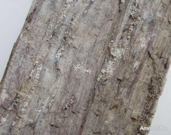 Германия, окаменевшее дерево, древоточцы, верхнемеловая флора, Ахен, Aachen, Upper Cretaceous