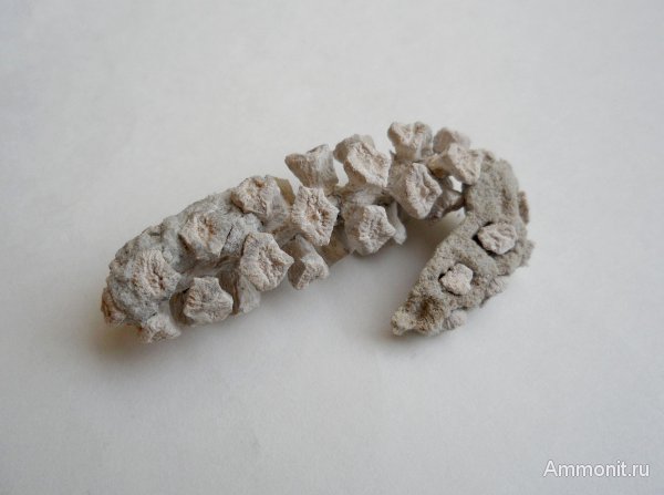 Германия, верхнемеловая флора, Ахен, Aachen, шишки, Upper Cretaceous