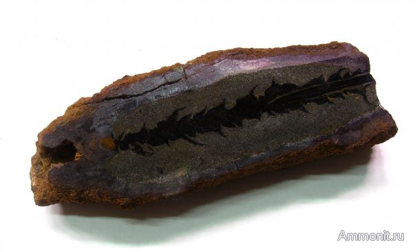 Германия, верхнемеловая флора, Ахен, Aachen, окаменелая флора, Upper Cretaceous