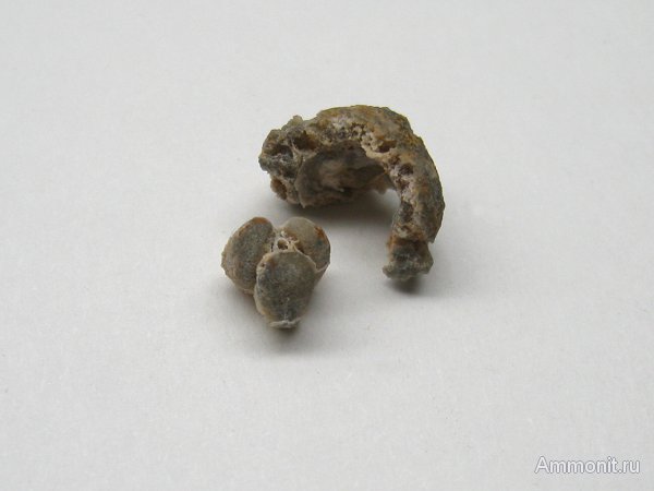 Германия, верхнемеловая флора, Ахен, Aachen, Upper Cretaceous