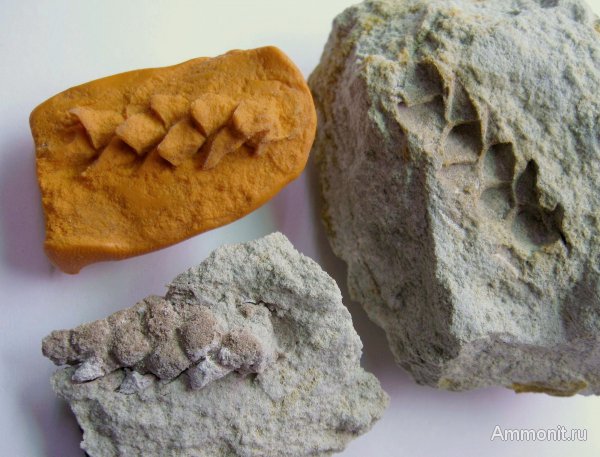 Германия, верхнемеловая флора, Ахен, Aachen, окаменелая флора, Upper Cretaceous