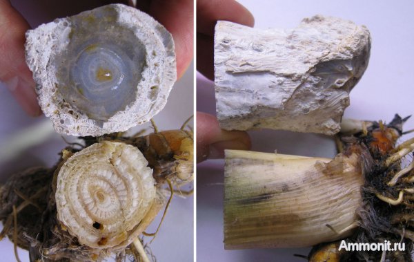 миоцен, Венгрия, окаменелая флора, Ratka