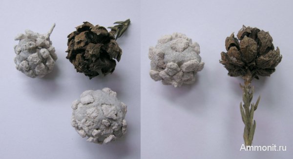 Германия, верхнемеловая флора, Ахен, Aachen, шишки, Upper Cretaceous