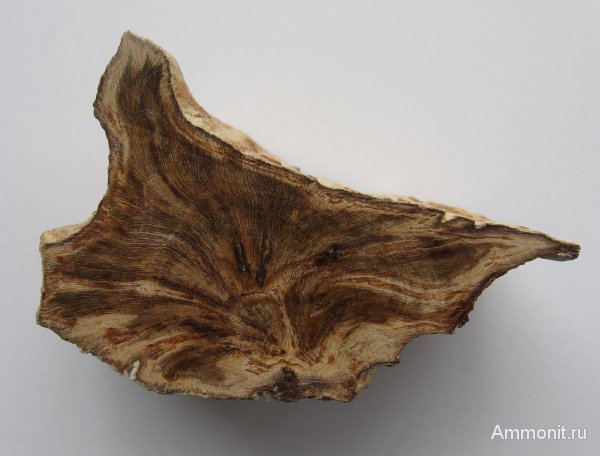 Германия, окаменевшее дерево, верхнемеловая флора, Ахен, Aachen, Upper Cretaceous