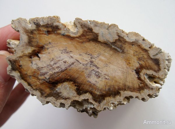 Германия, окаменевшее дерево, верхнемеловая флора, Ахен, Aachen, Upper Cretaceous