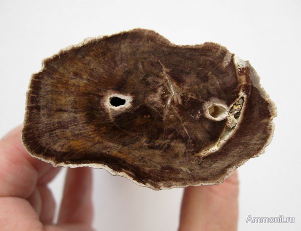 Германия, окаменевшее дерево, древоточцы, верхнемеловая флора, Ахен, Aachen, Upper Cretaceous