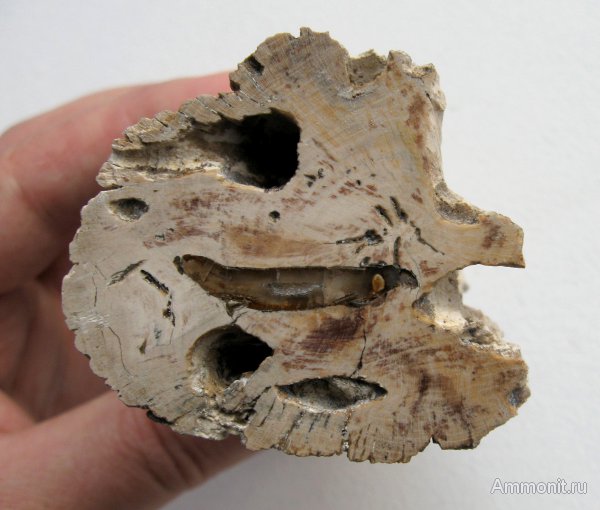 Германия, окаменевшее дерево, древоточцы, верхнемеловая флора, Ахен, Aachen, Upper Cretaceous