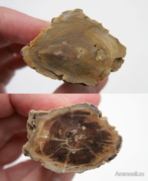 Германия, окаменевшее дерево, верхнемеловая флора, Ахен, Aachen, Upper Cretaceous