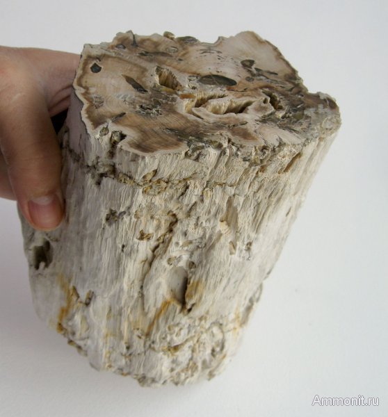 Германия, окаменевшее дерево, верхнемеловая флора, Ахен, Aachen, Upper Cretaceous