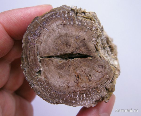 Германия, окаменевшее дерево, верхнемеловая флора, Ахен, Aachen, Upper Cretaceous