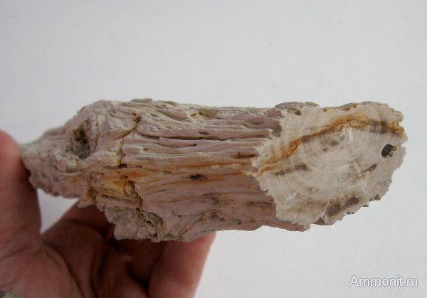 Германия, окаменевшее дерево, верхнемеловая флора, Ахен, Aachen, Upper Cretaceous