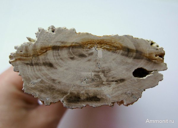 Германия, окаменевшее дерево, древоточцы, верхнемеловая флора, Ахен, Aachen, Upper Cretaceous