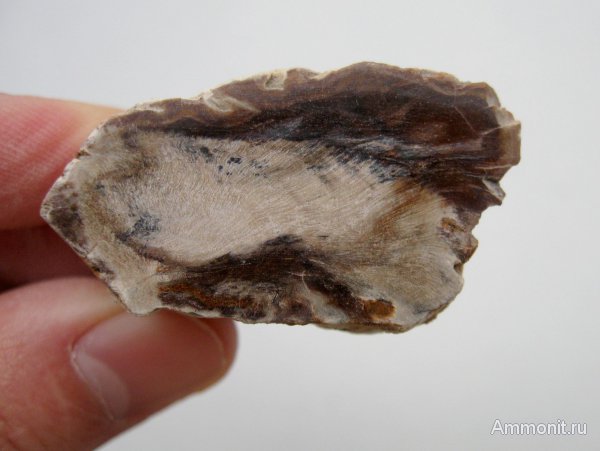 Германия, окаменевшее дерево, верхнемеловая флора, Ахен, Aachen, Upper Cretaceous