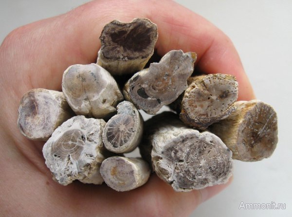 Германия, окаменевшее дерево, верхнемеловая флора, Ахен, Aachen, Upper Cretaceous