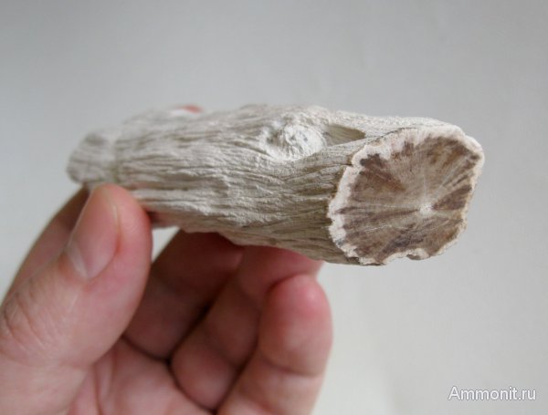 Германия, окаменевшее дерево, верхнемеловая флора, Ахен, Aachen, Upper Cretaceous