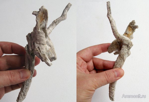 Германия, верхнемеловая флора, Ахен, Aachen, окаменелая флора, Upper Cretaceous