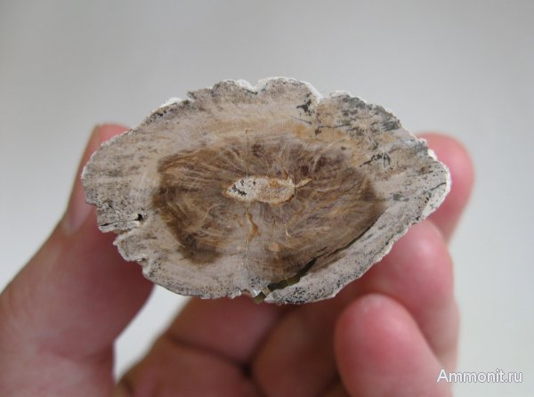 Германия, окаменевшее дерево, верхнемеловая флора, Ахен, Aachen, Upper Cretaceous