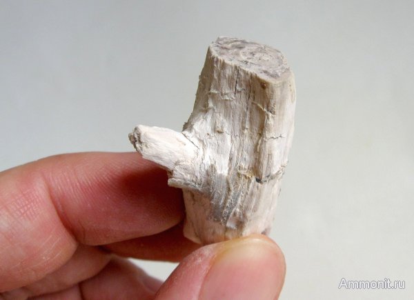 Германия, верхнемеловая флора, Ахен, Aachen, окаменелая флора, Upper Cretaceous