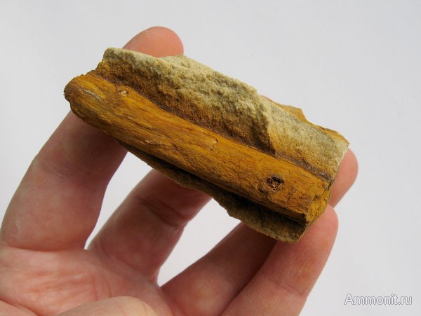 Германия, верхнемеловая флора, Ахен, Aachen, окаменелая флора, Upper Cretaceous