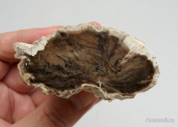 Германия, окаменевшее дерево, верхнемеловая флора, Ахен, Aachen, Upper Cretaceous