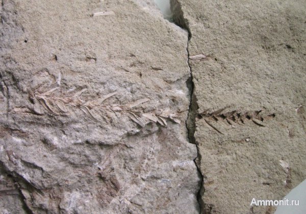 Германия, верхнемеловая флора, Ахен, Aachen, окаменелая флора, Upper Cretaceous