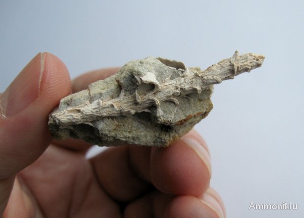 Германия, верхнемеловая флора, Ахен, Aachen, окаменелая флора, Upper Cretaceous