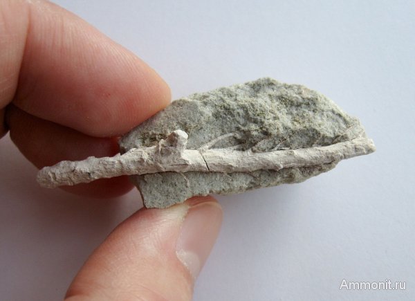 Германия, верхнемеловая флора, Ахен, Aachen, окаменелая флора, Upper Cretaceous