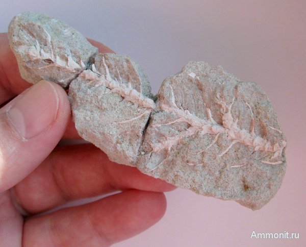 Германия, верхнемеловая флора, Ахен, Aachen, окаменелая флора, Upper Cretaceous