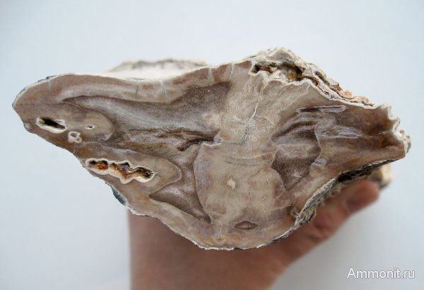 Германия, окаменевшее дерево, верхнемеловая флора, Ахен, Aachen, Upper Cretaceous